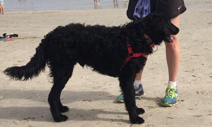Lost dog
