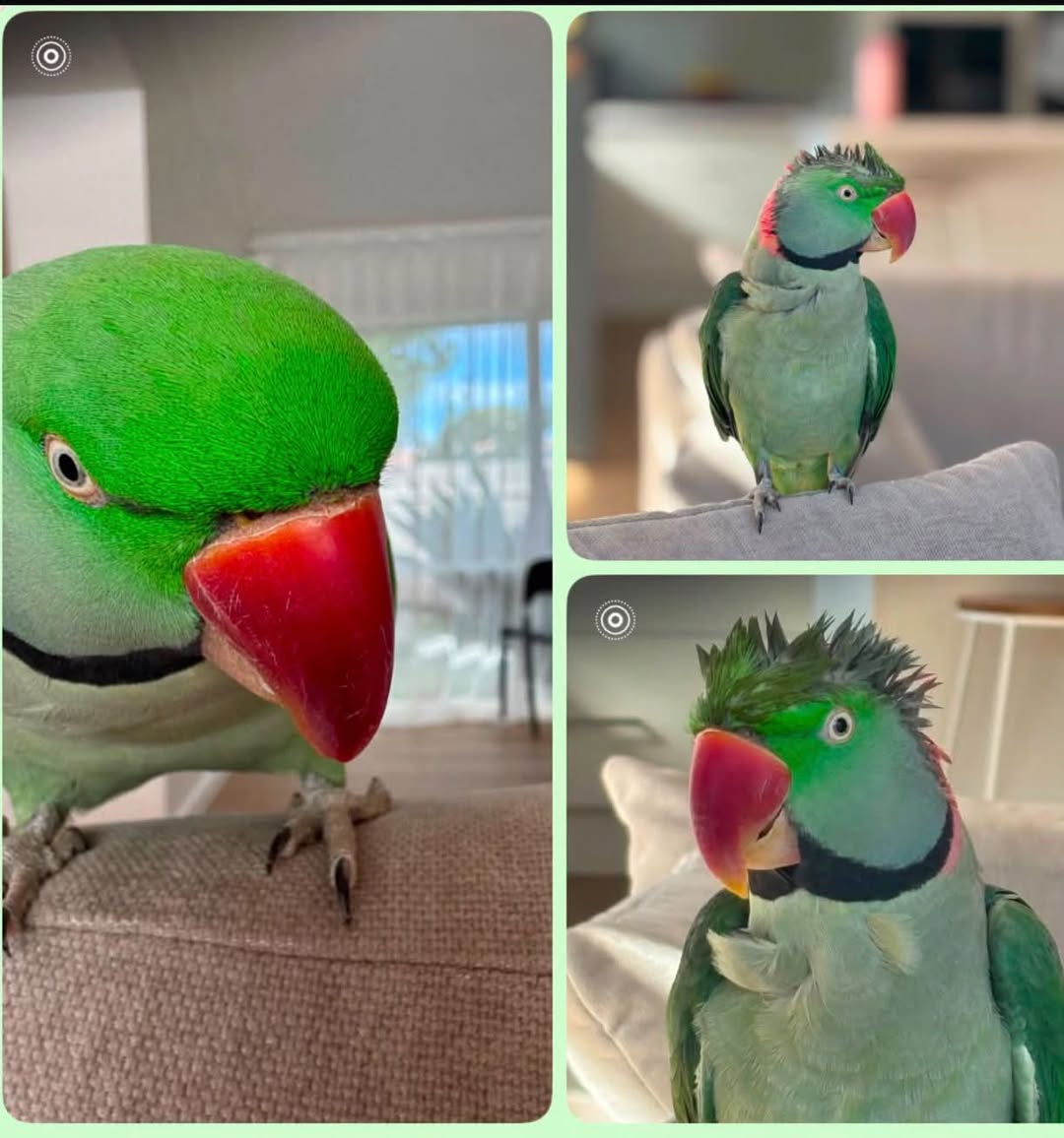 Lost Bird in Victoria