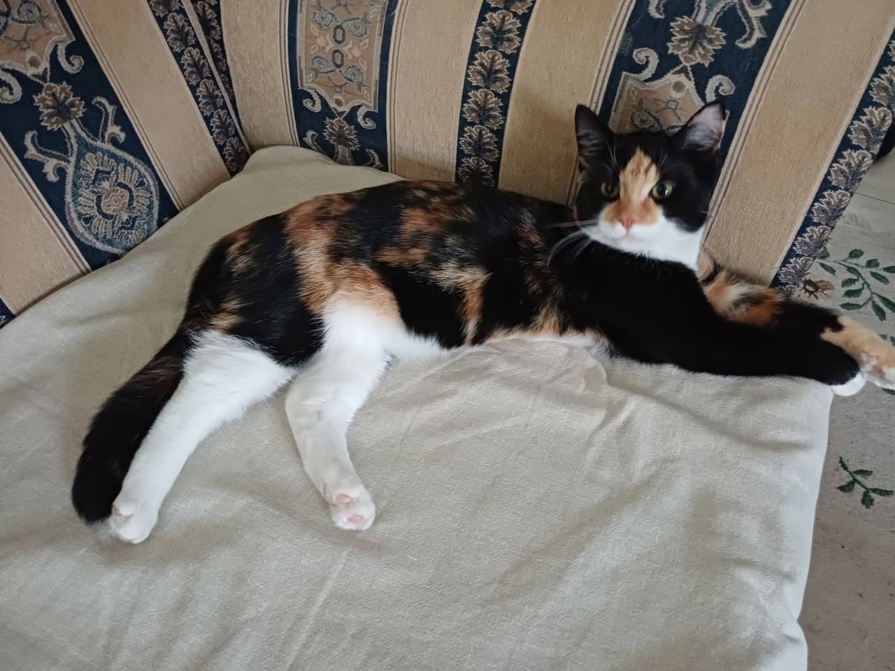 Lost Cat in Victoria