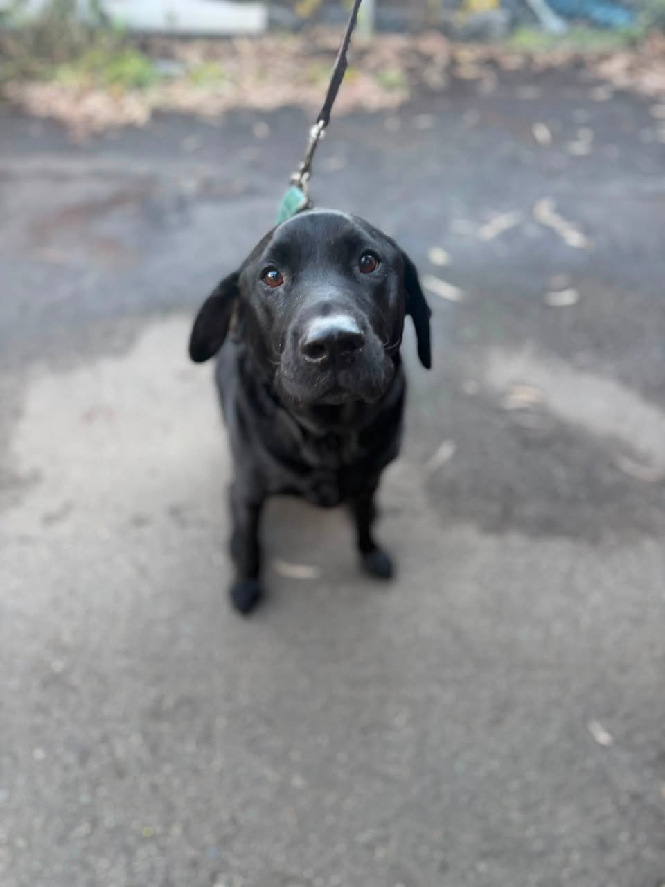 Found dog