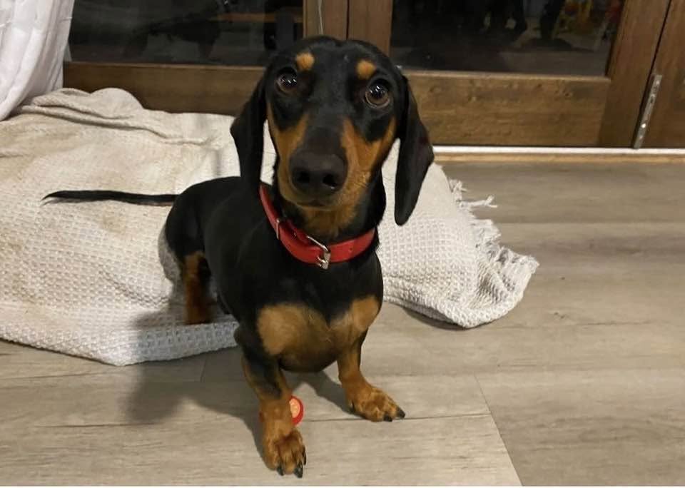 Lost Dog in Australia