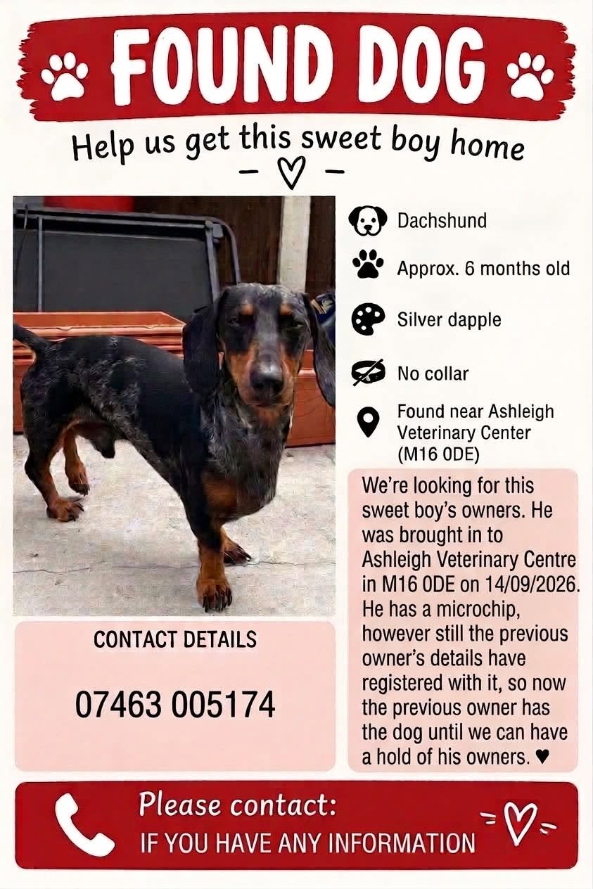 Found dog