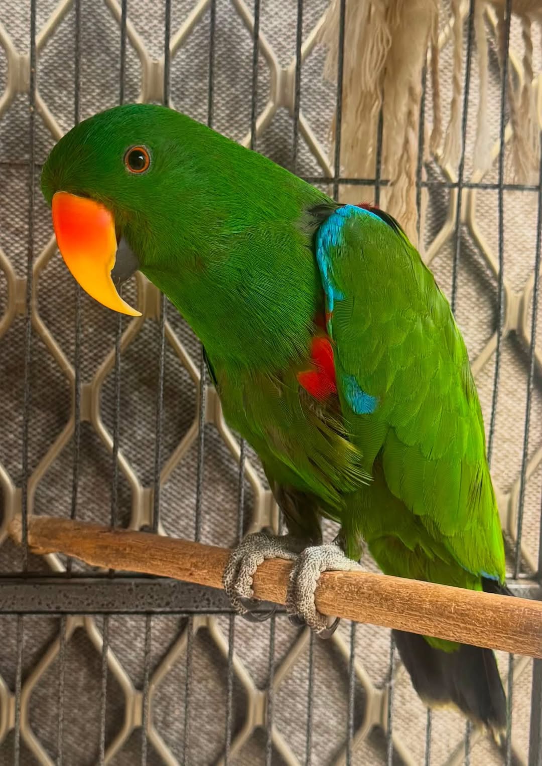 Lost Bird in Australia