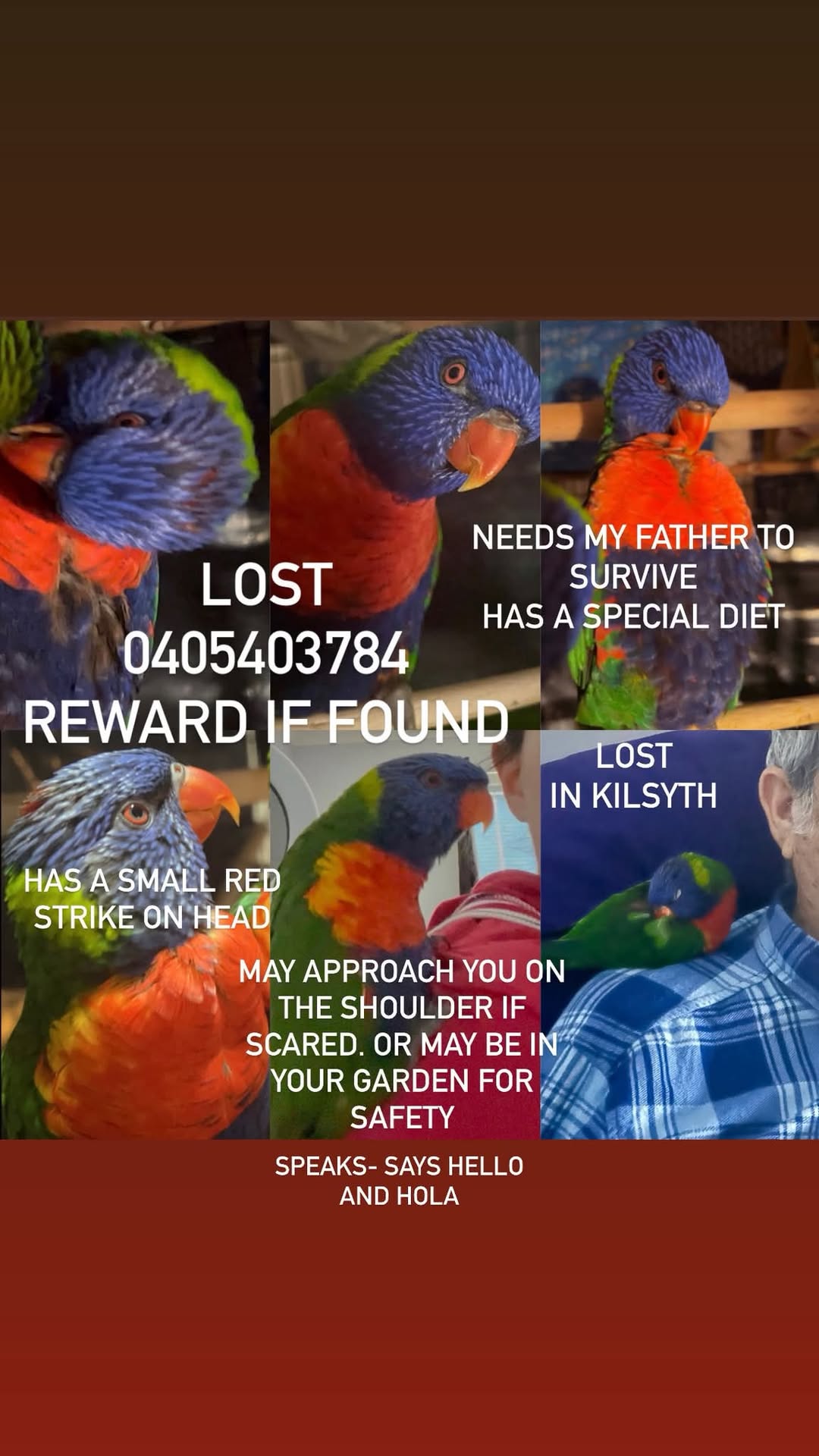 Lost Bird in Victoria
