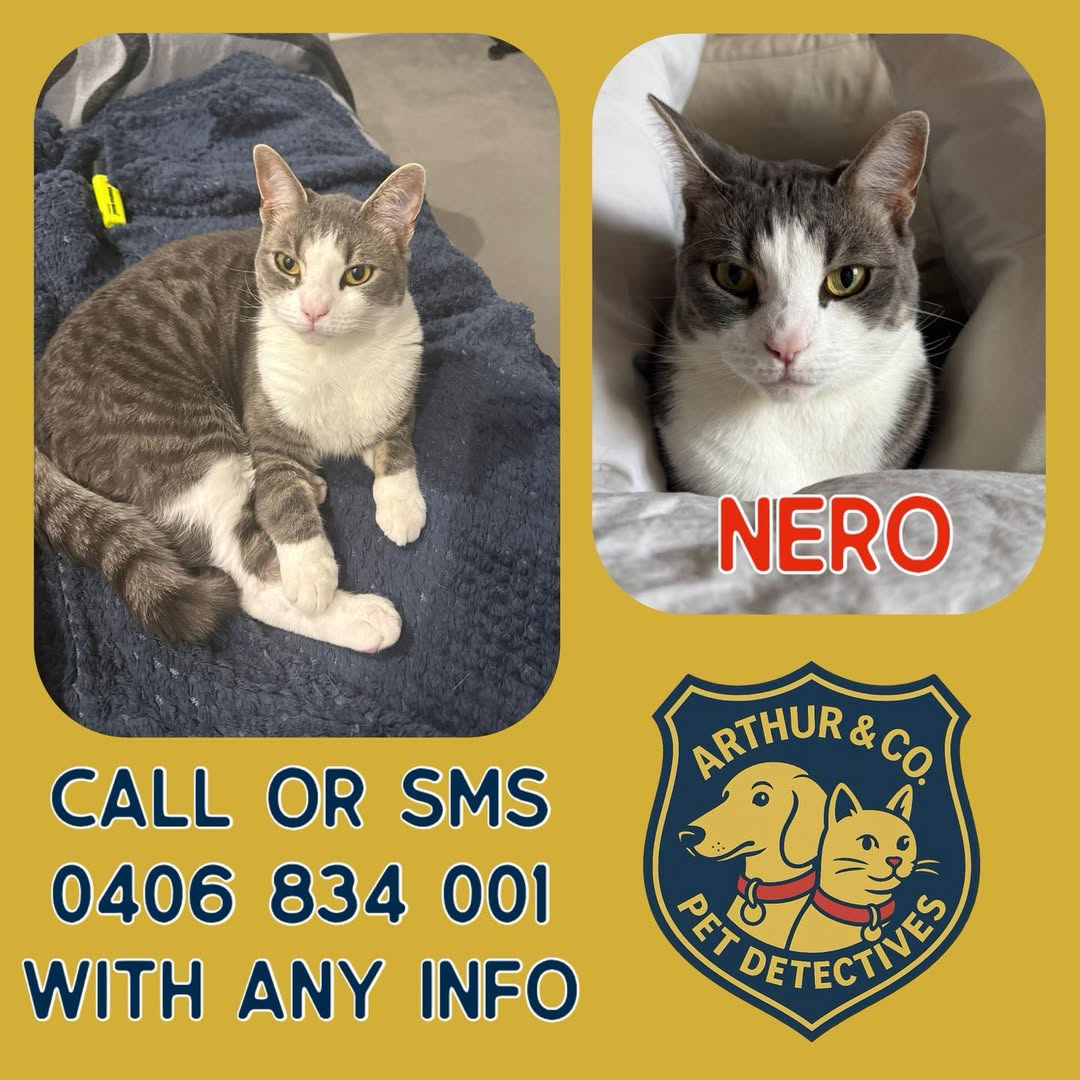 Lost cat