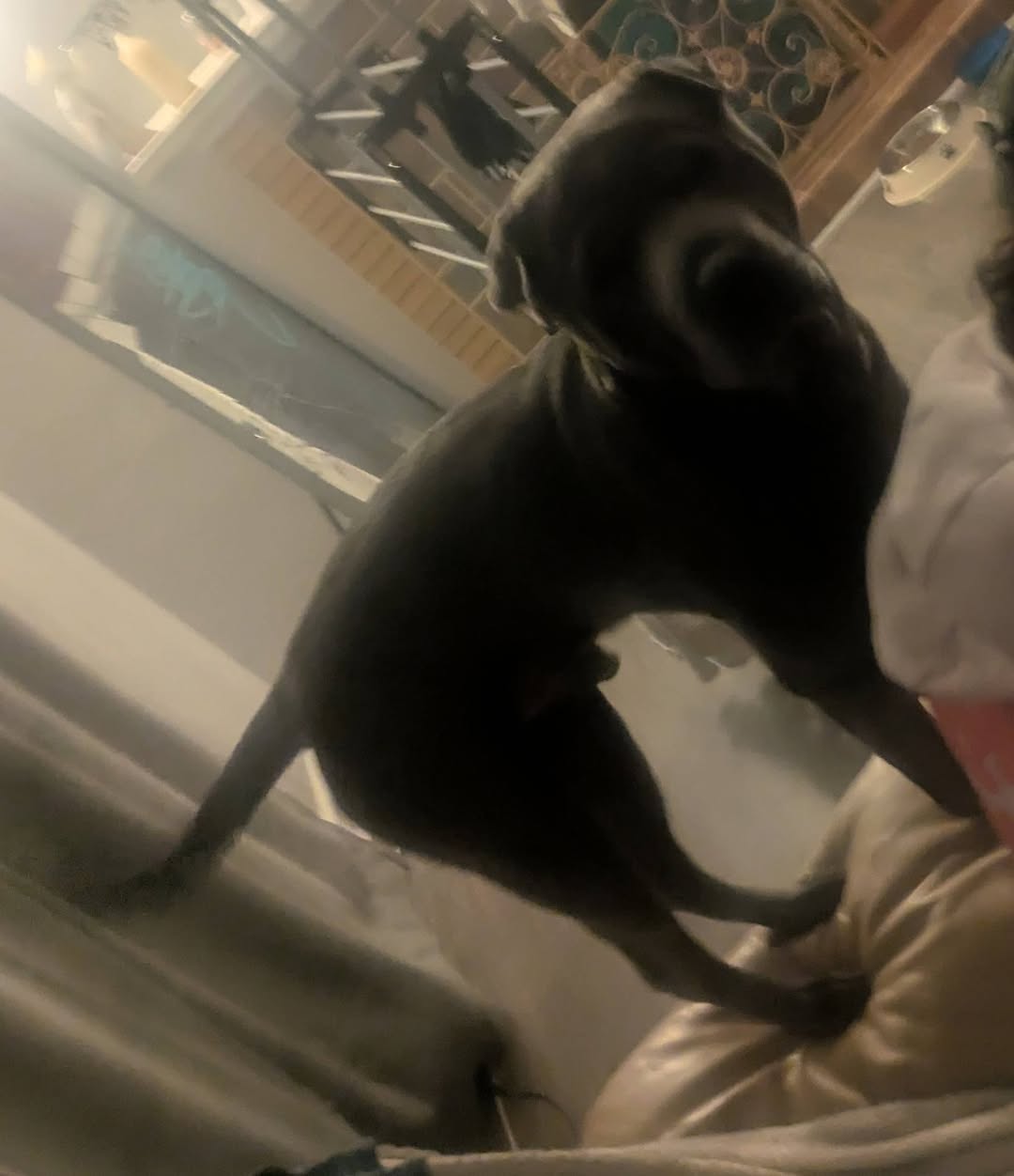 Lost Dog in Salisbury