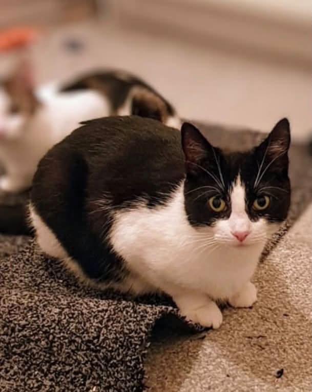 Lost Cat in Bolton