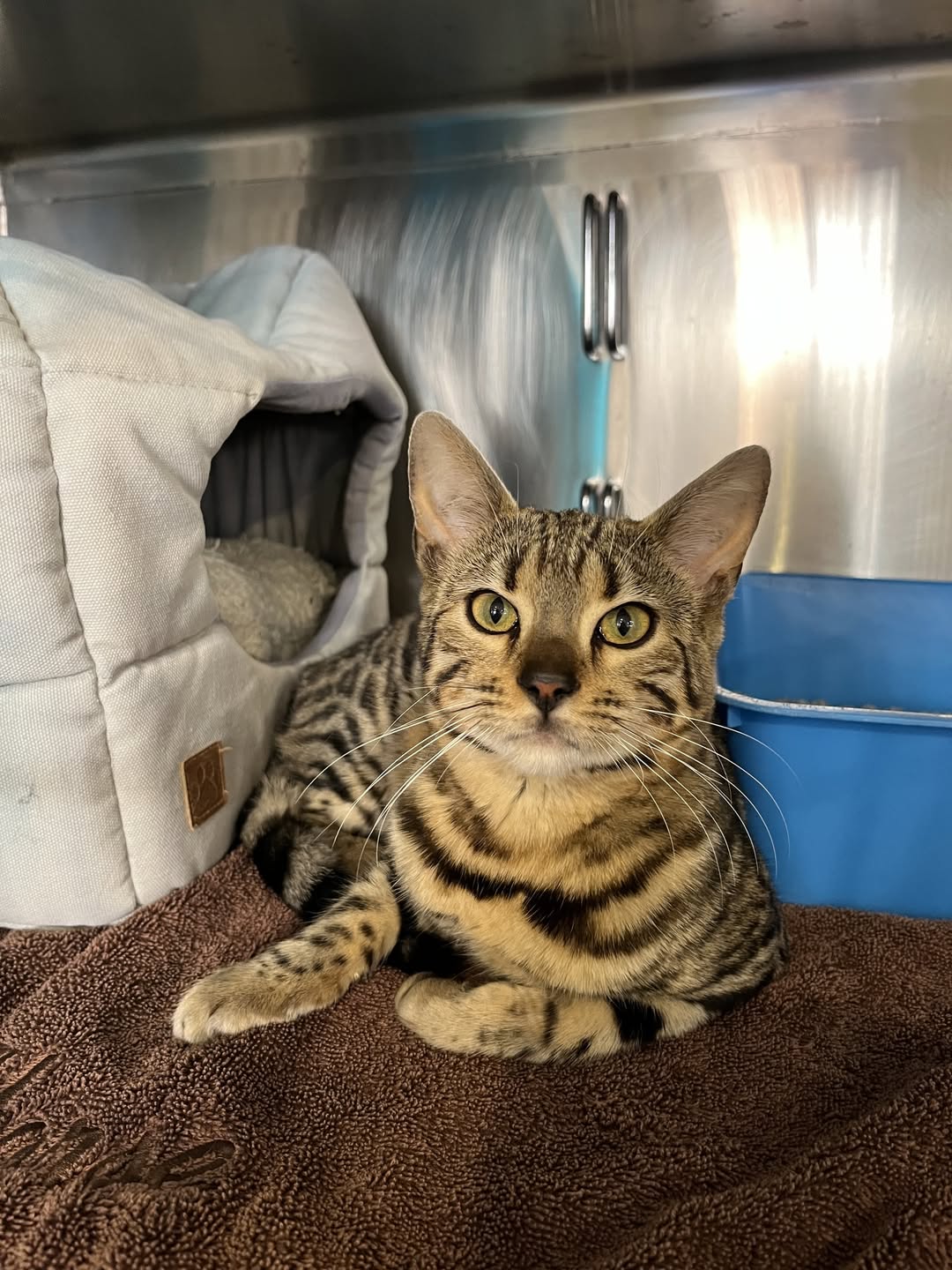 Found Cat in Australia