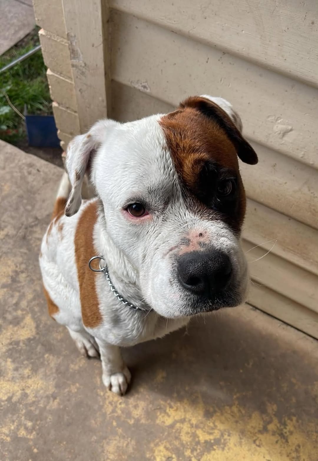Lost Dog in Victoria