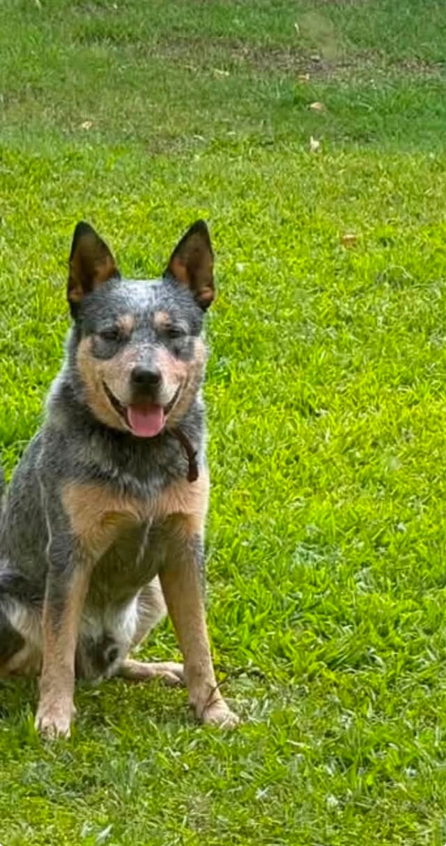 Lost Dog in Palmwoods