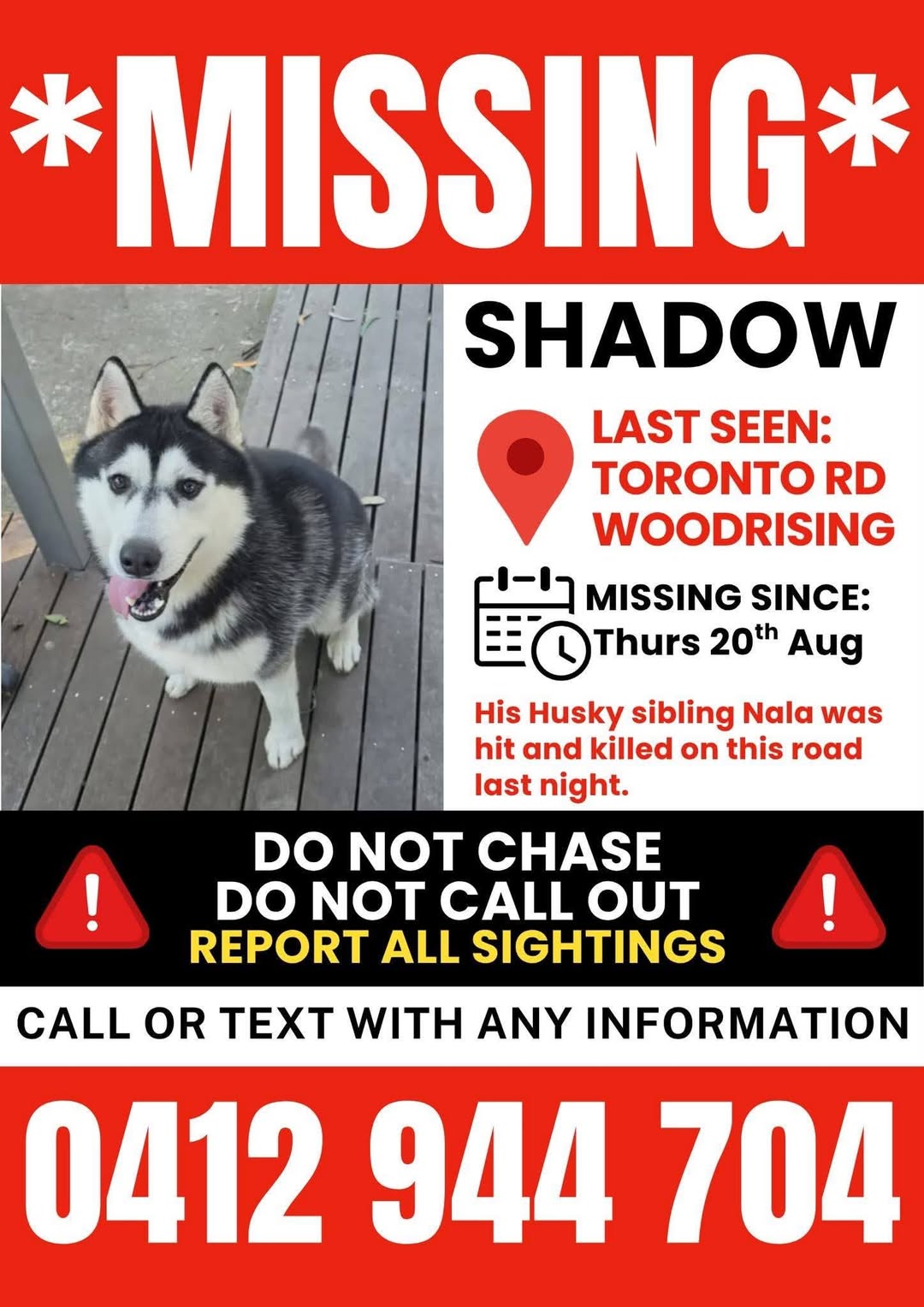 Lost Dog in Woodrising