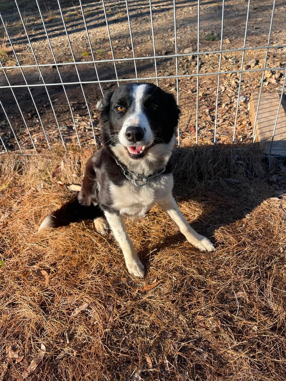 Found Dog in Manumbar