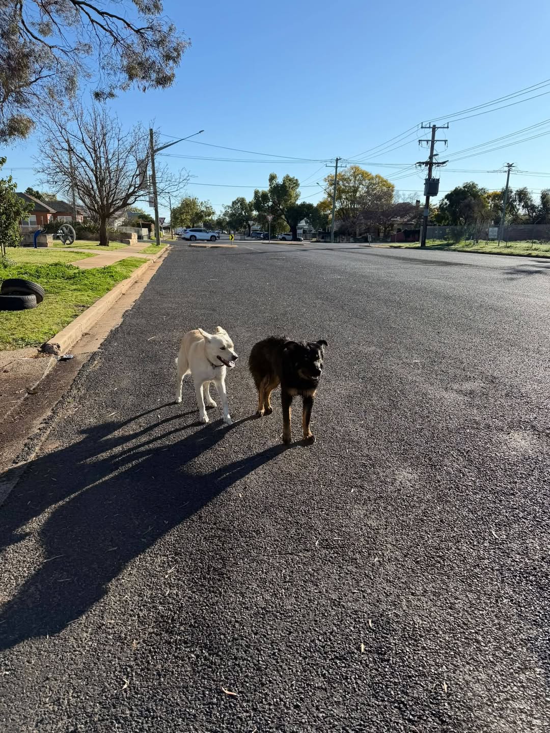 Found dog