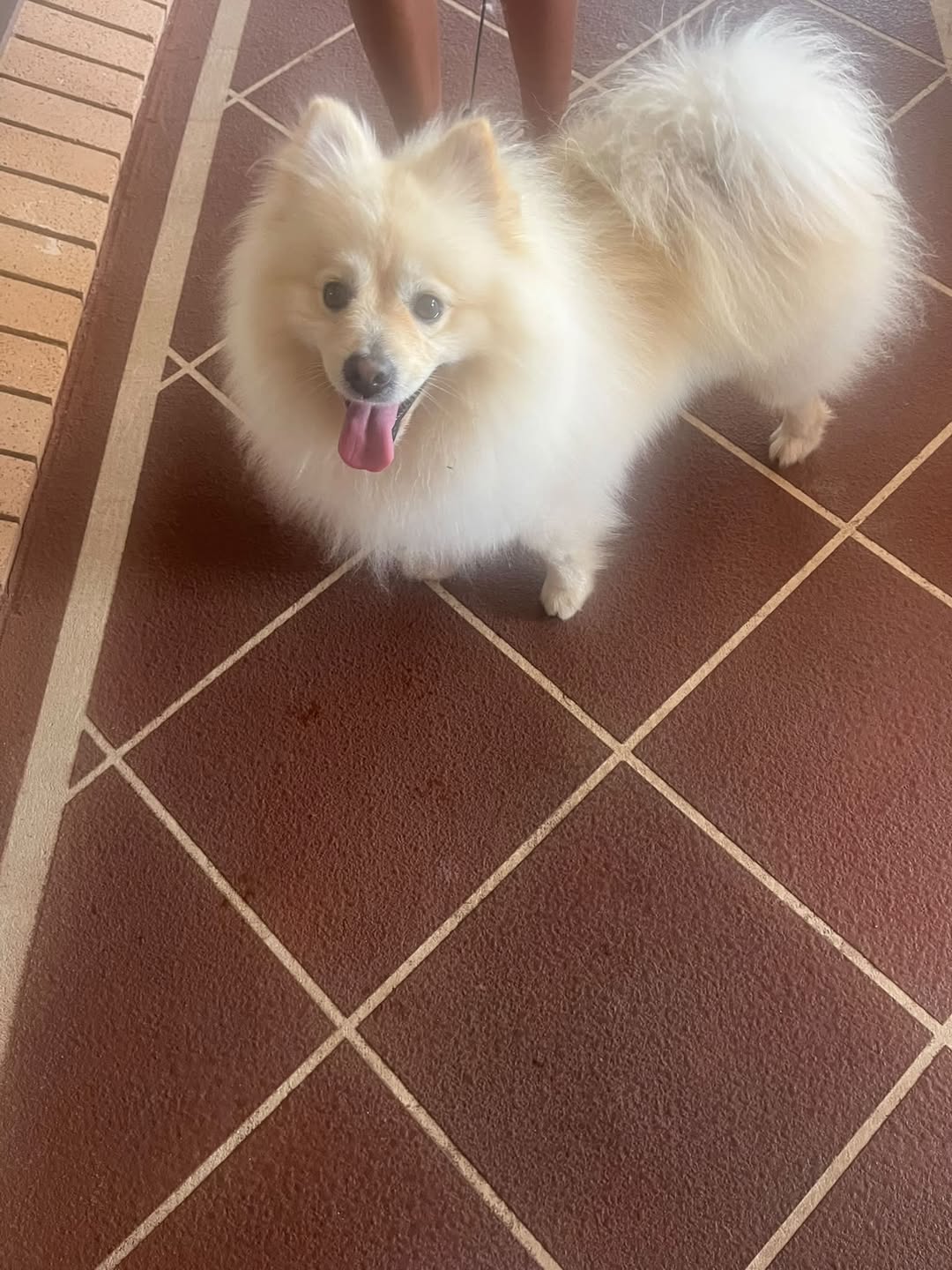 Found Dog in Australia