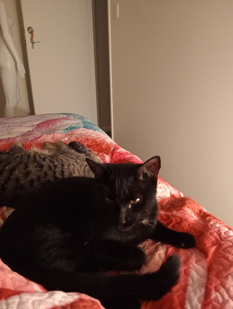 Lost Cat in Toowoomba