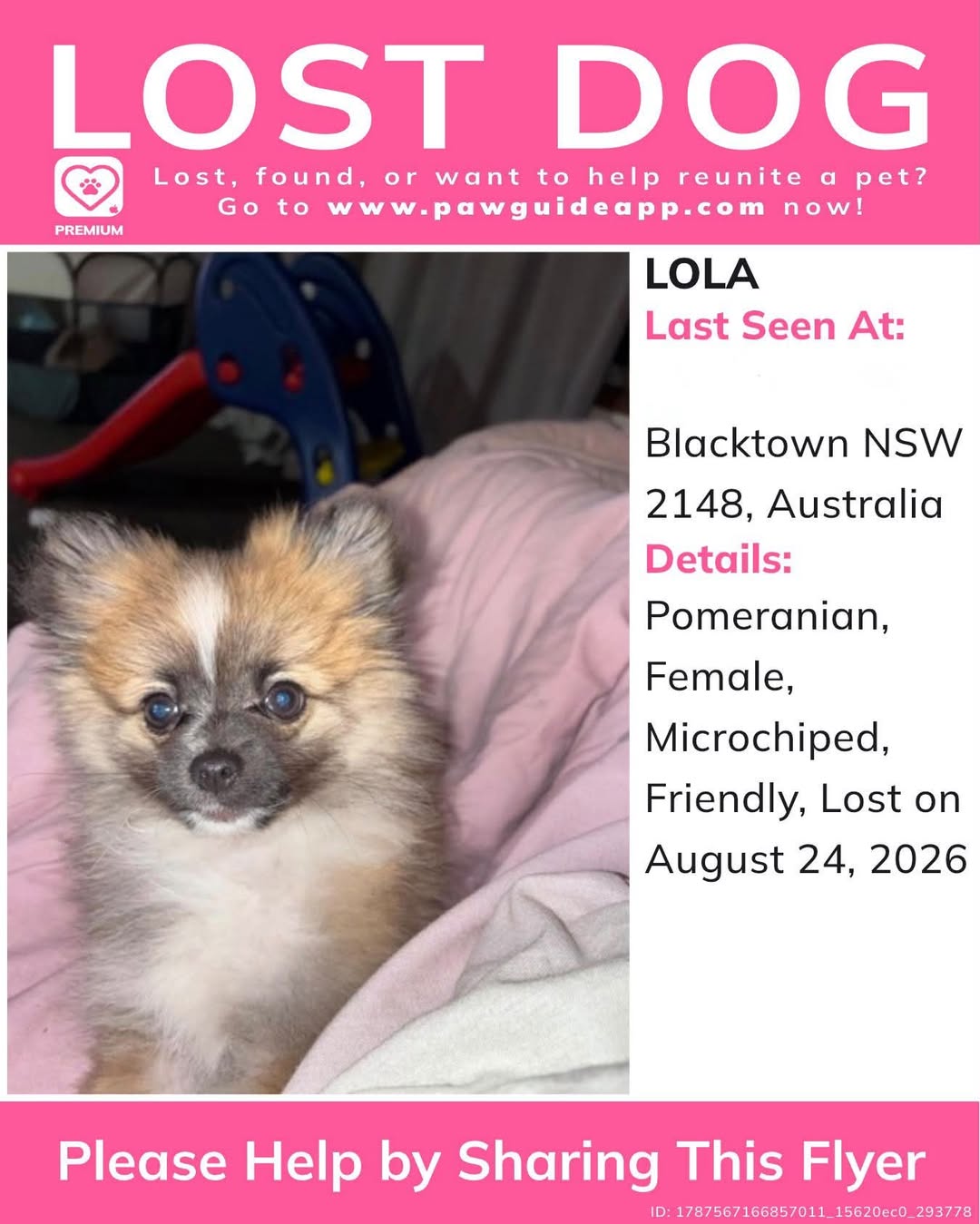 Lost Dog in New South Wales