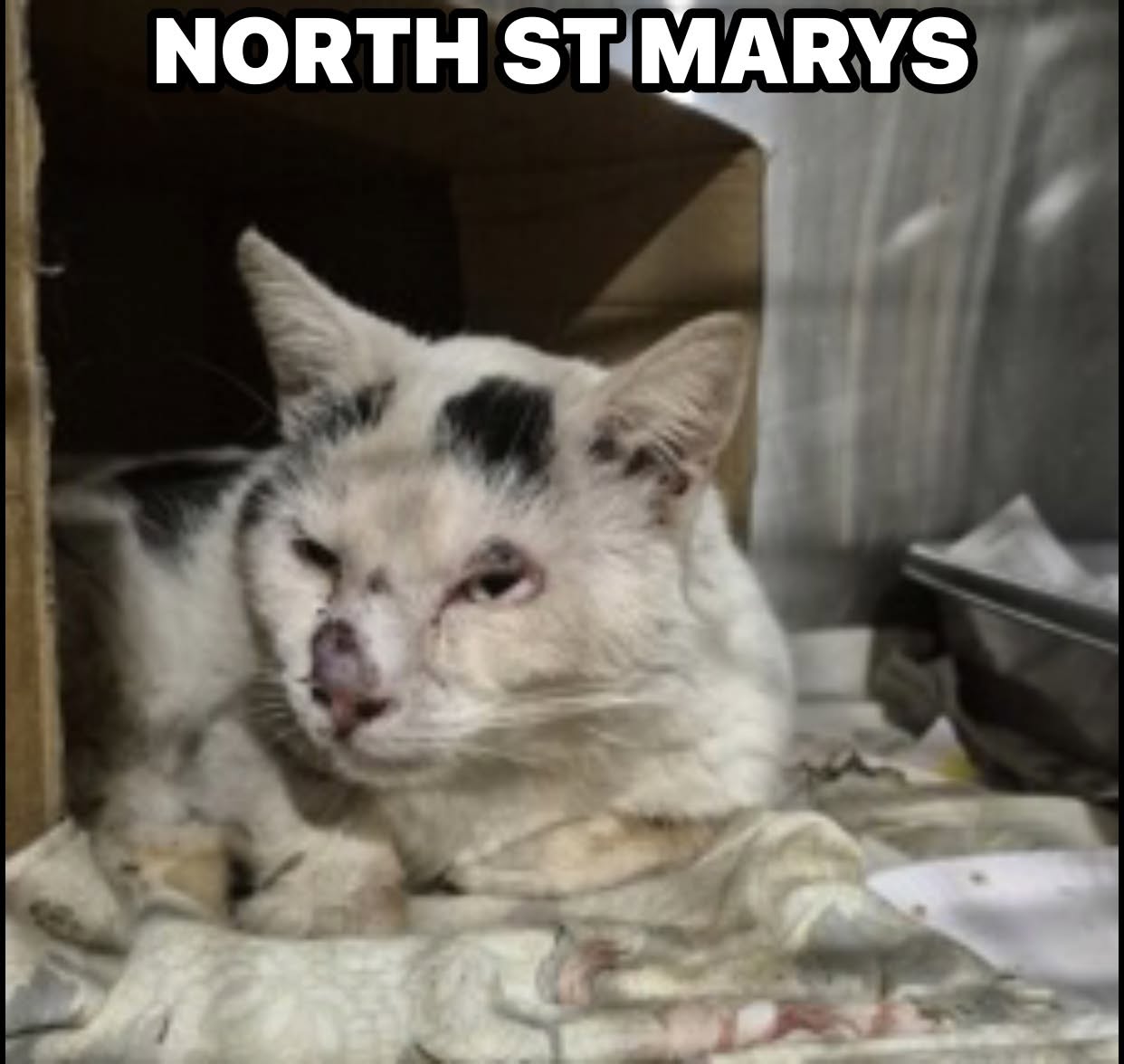 Found cat