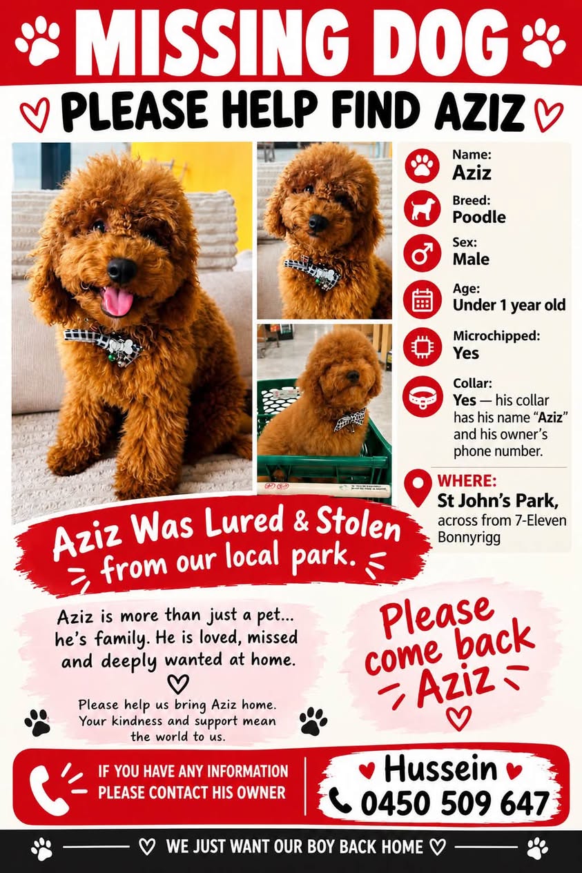 Lost Dog in Bonnyrigg