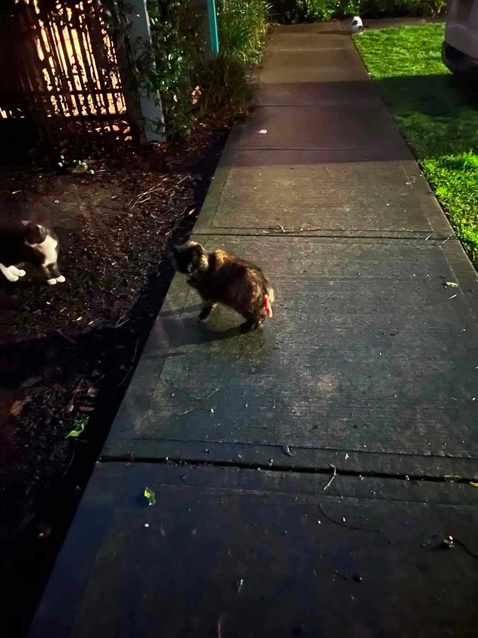 Found cat