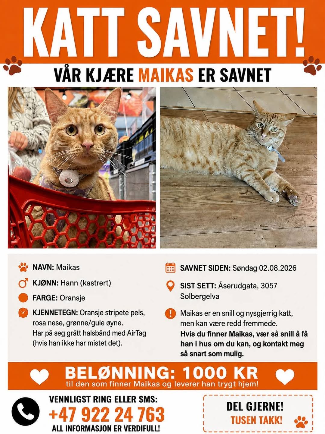 Lost Cat in Solbergelva