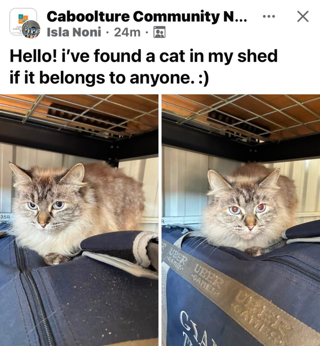 Found cat