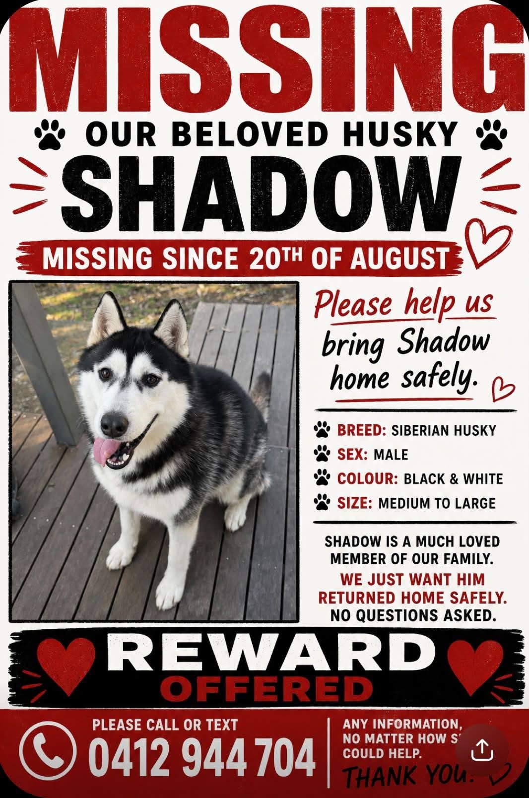 Lost Dog in Fennell Bay