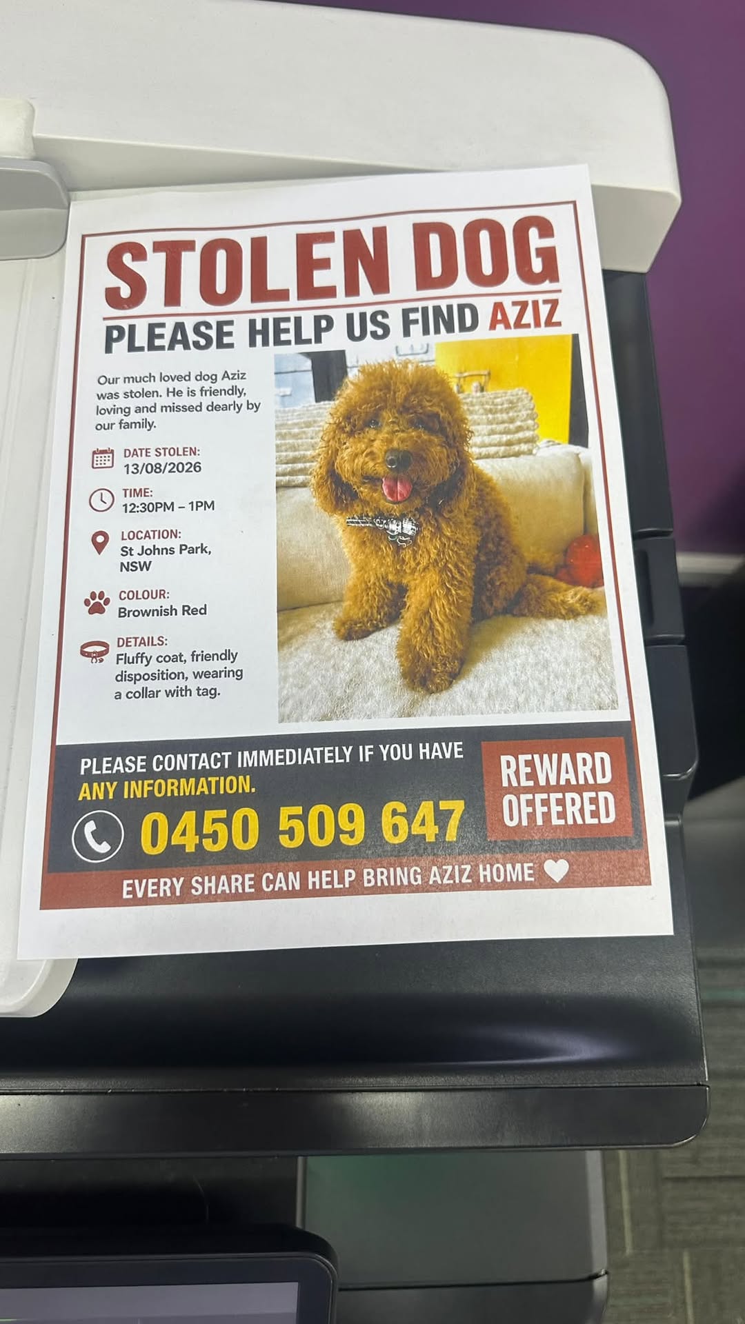 Lost Dog in Sydney