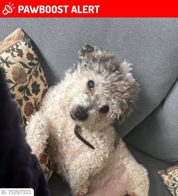 Lost Dog in Australia