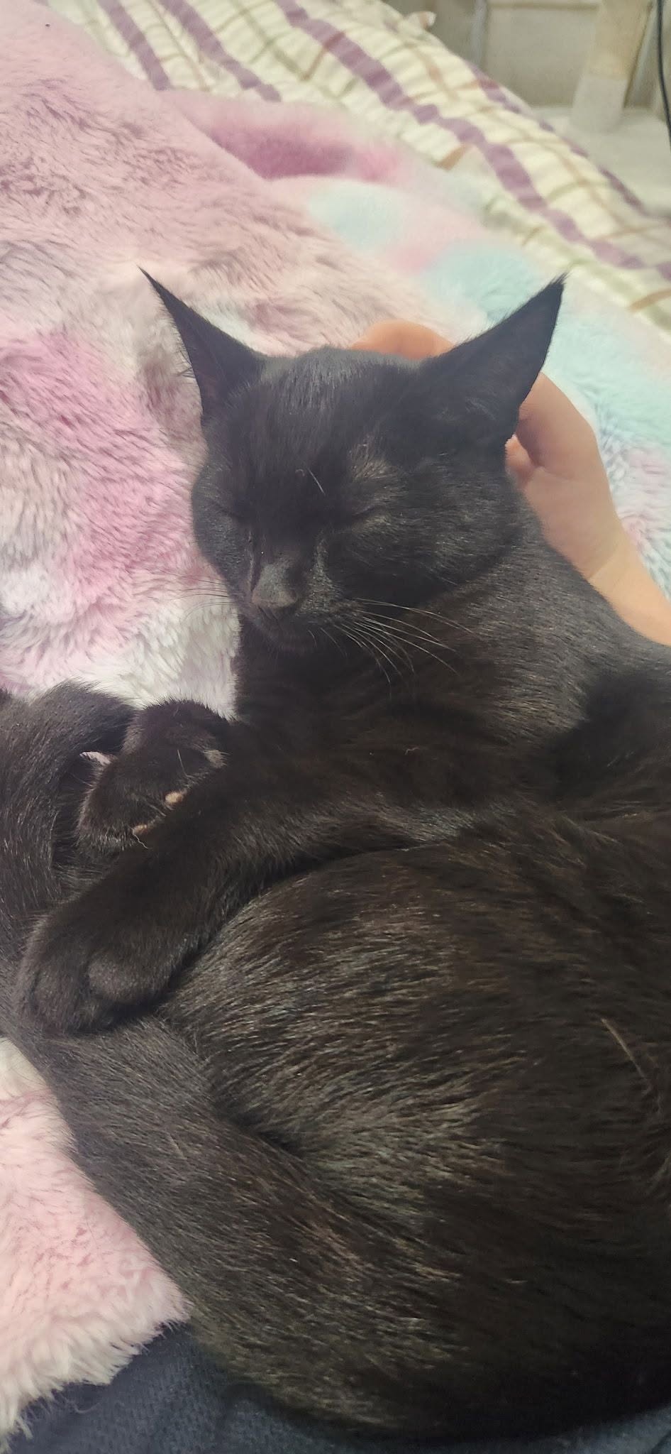 Lost Cat in Port Noarlunga