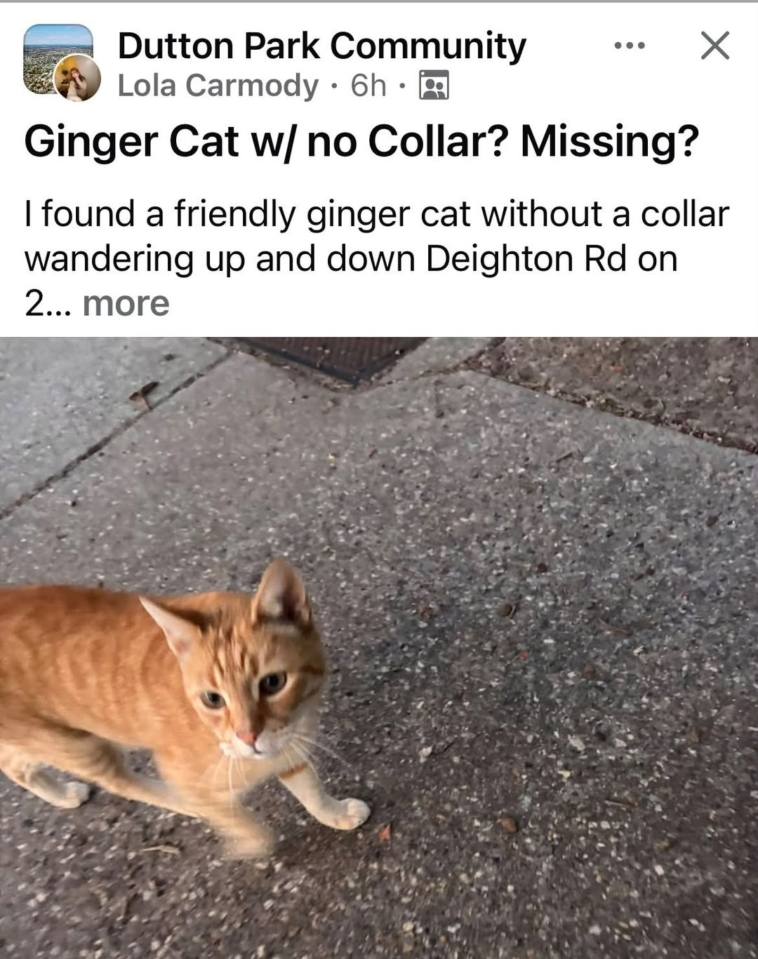 Found cat