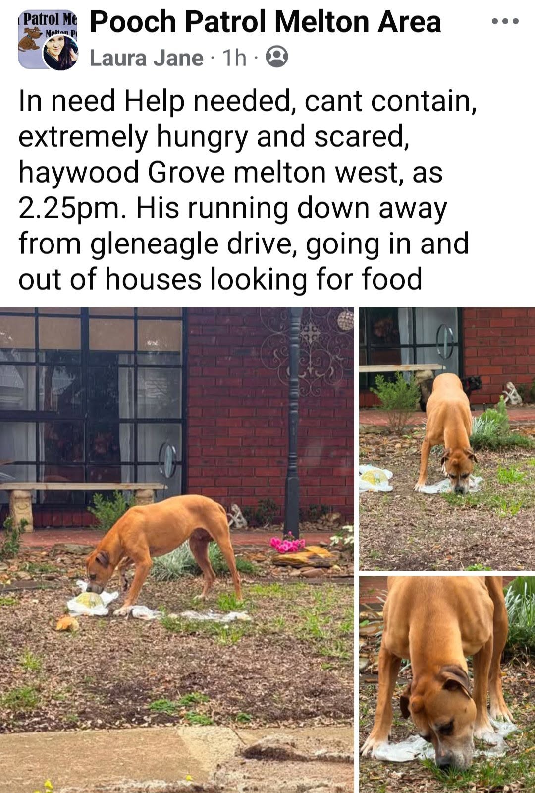 Found dog