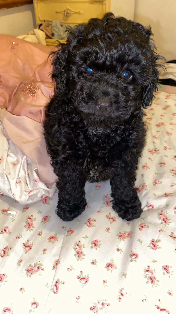 Lost Dog in Australia
