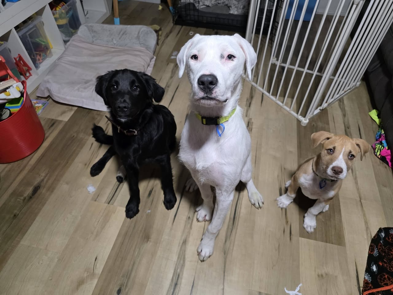 Lost dog