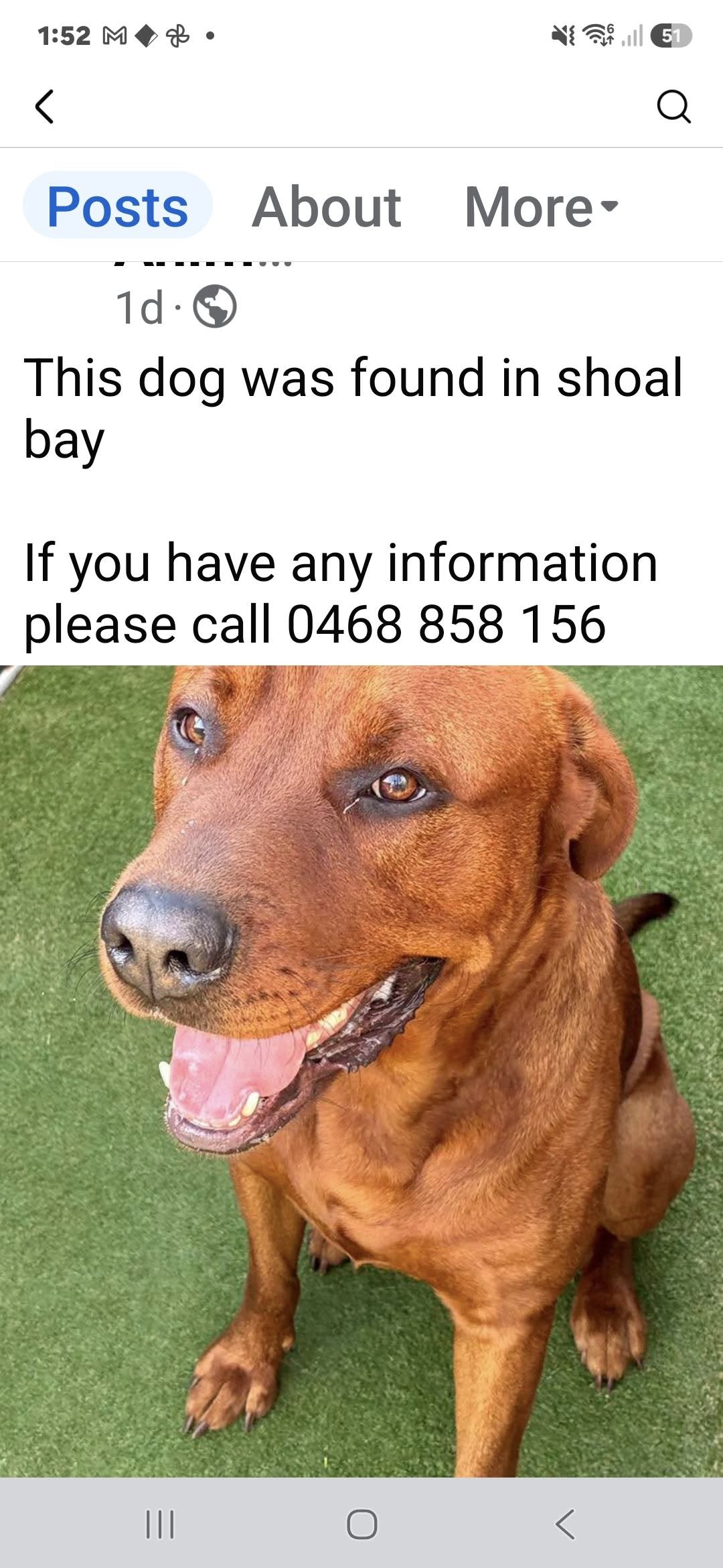 Found Dog in Port Stephens