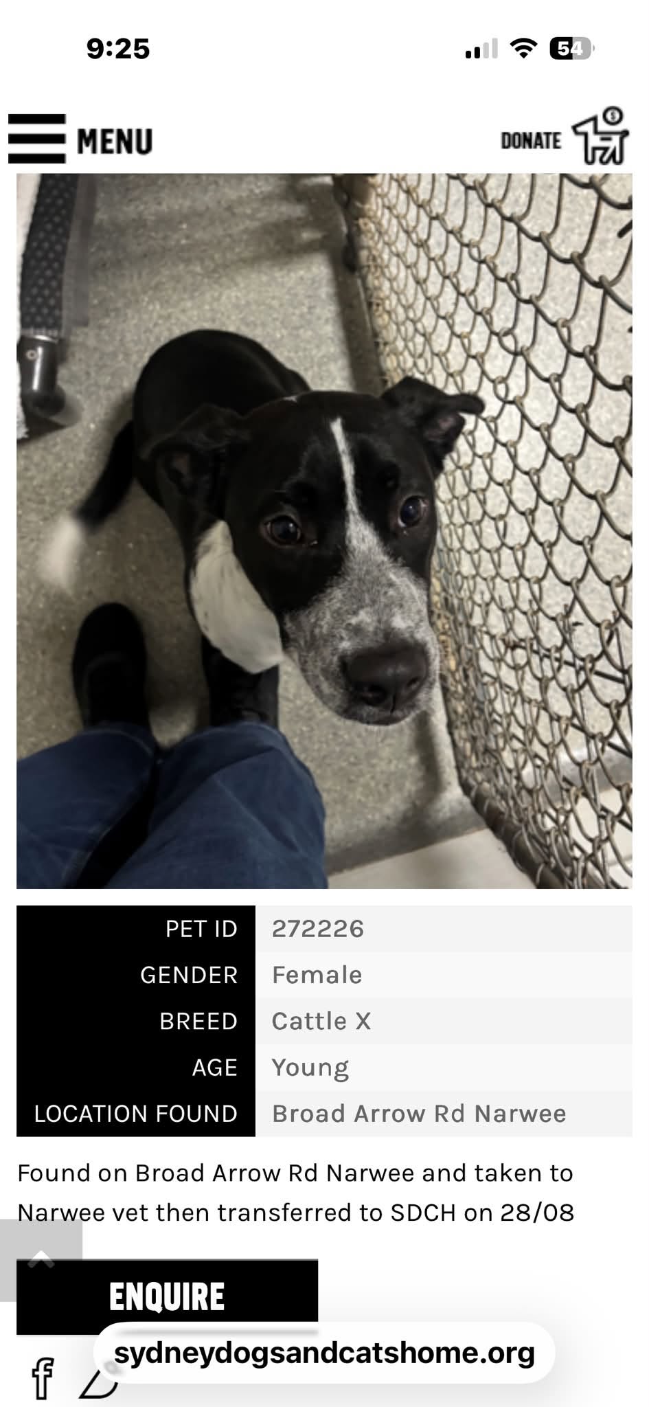 Found dog
