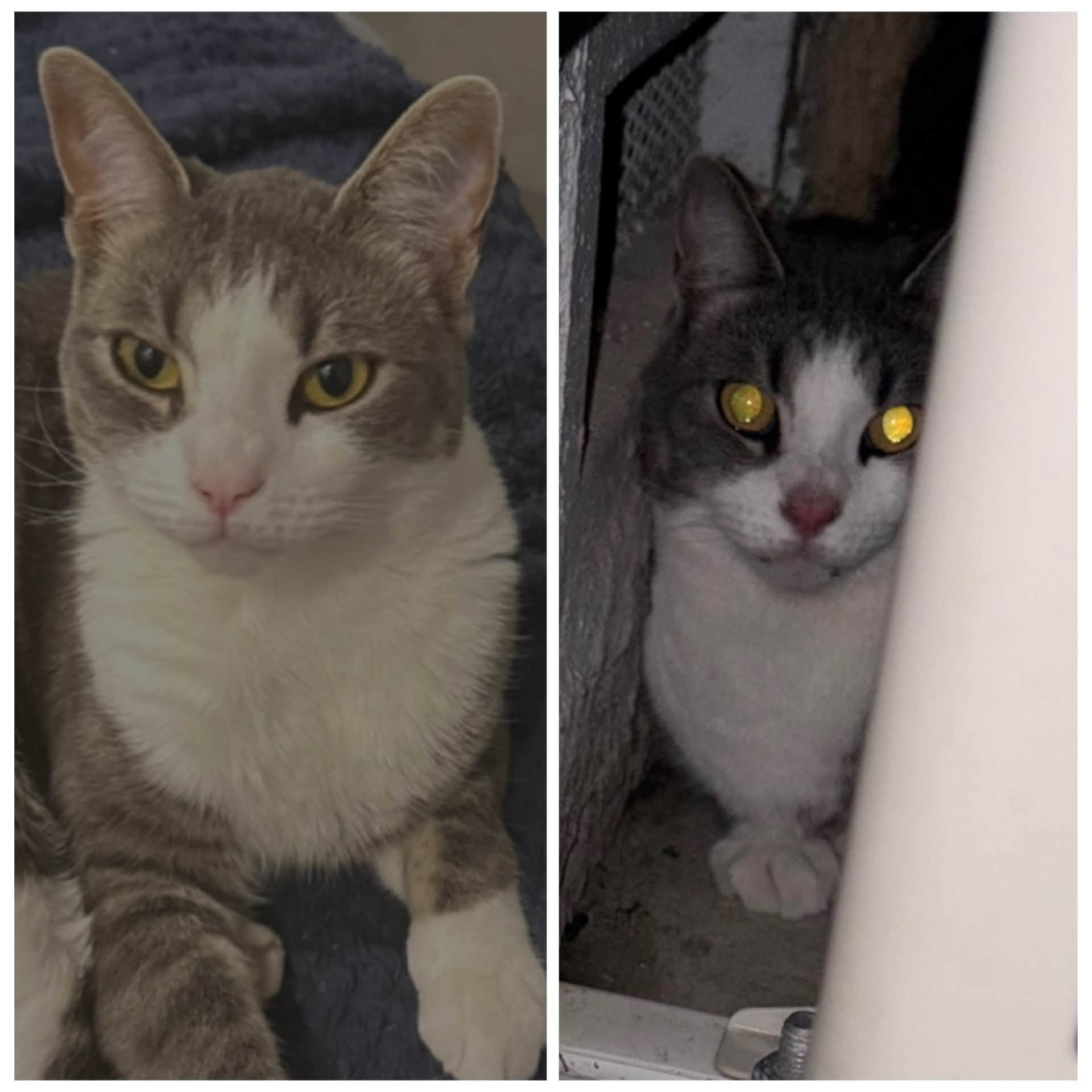 Lost cat