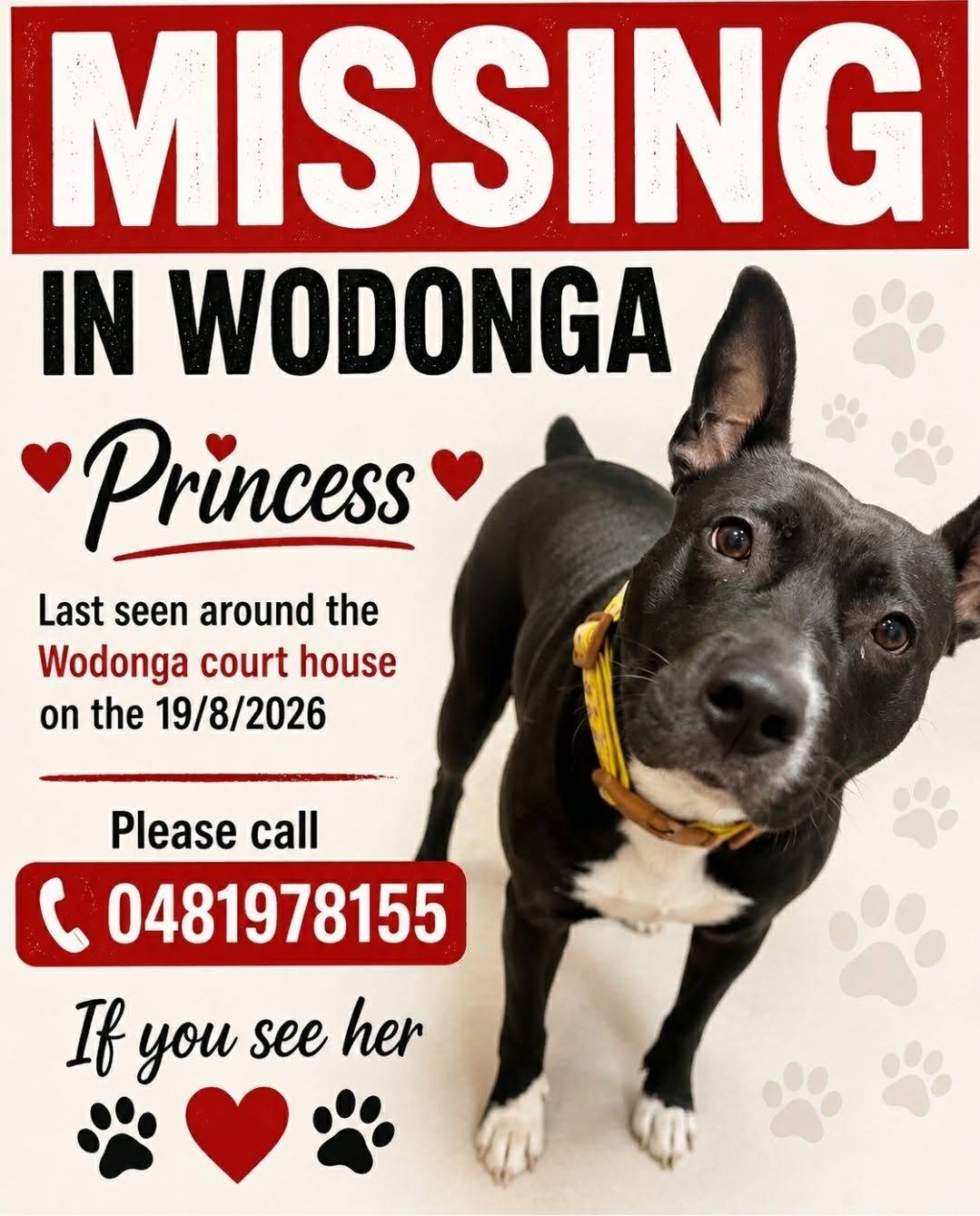 Lost Dog in Wodonga