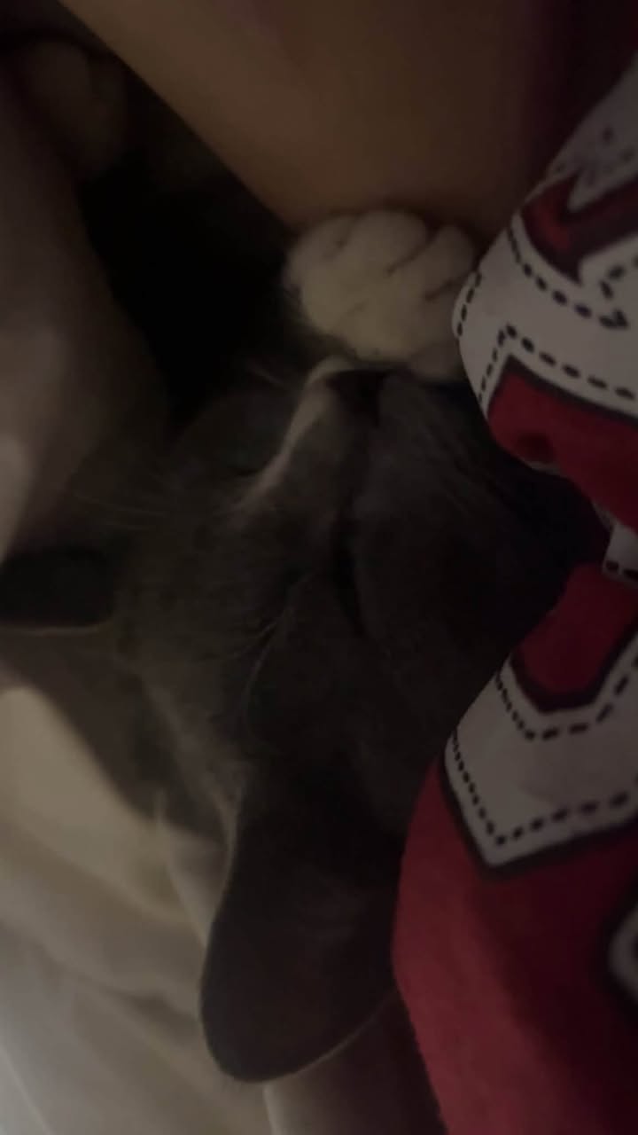 Lost Cat in Two Wells