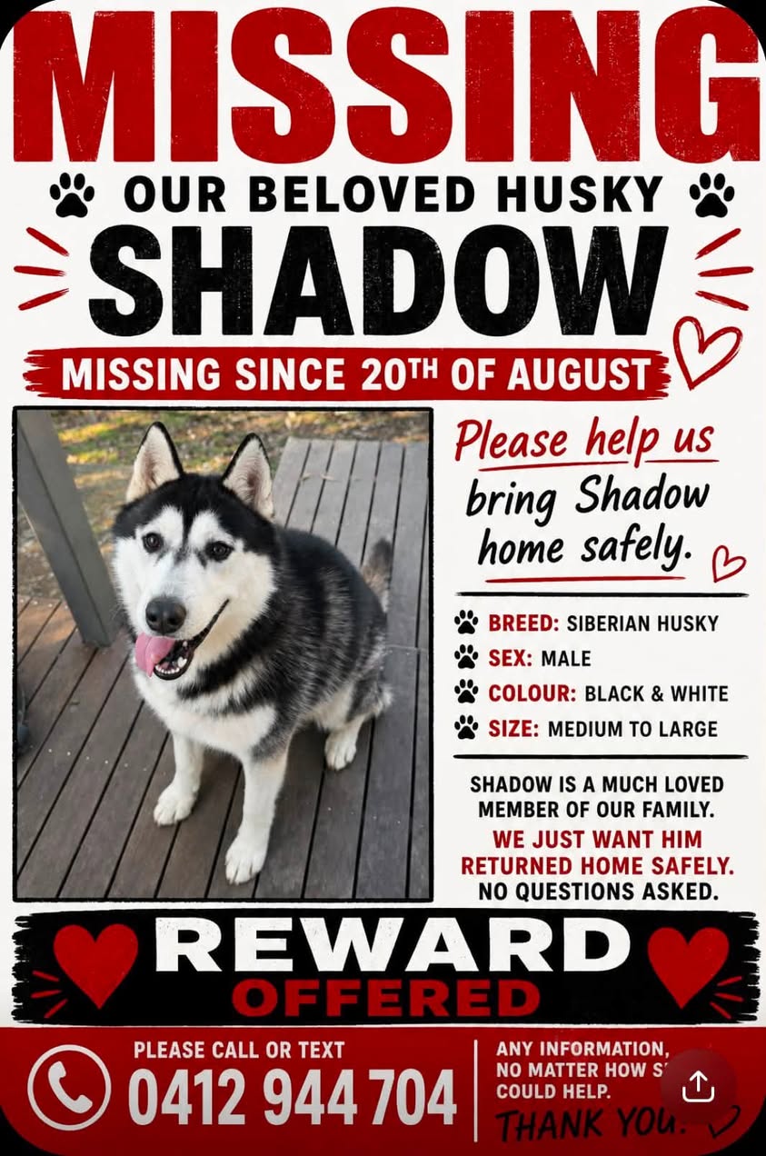Lost Dog in New South Wales