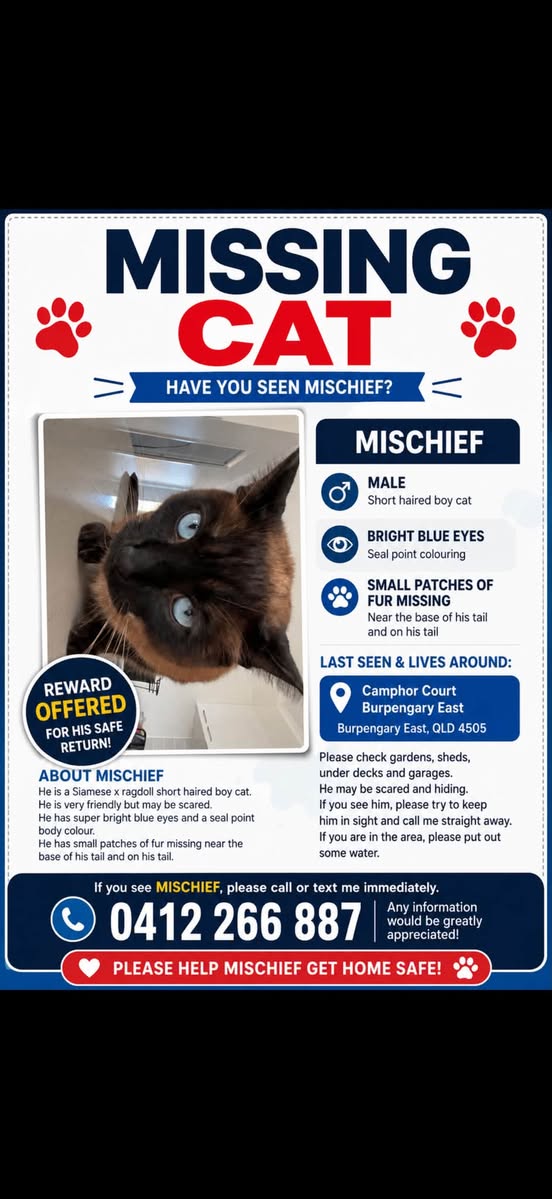 Lost Cat in Queensland
