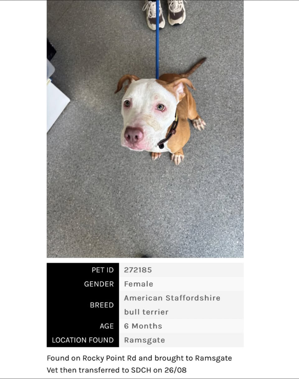 Found pet