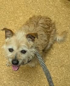 Found Dog in Mulgrave
