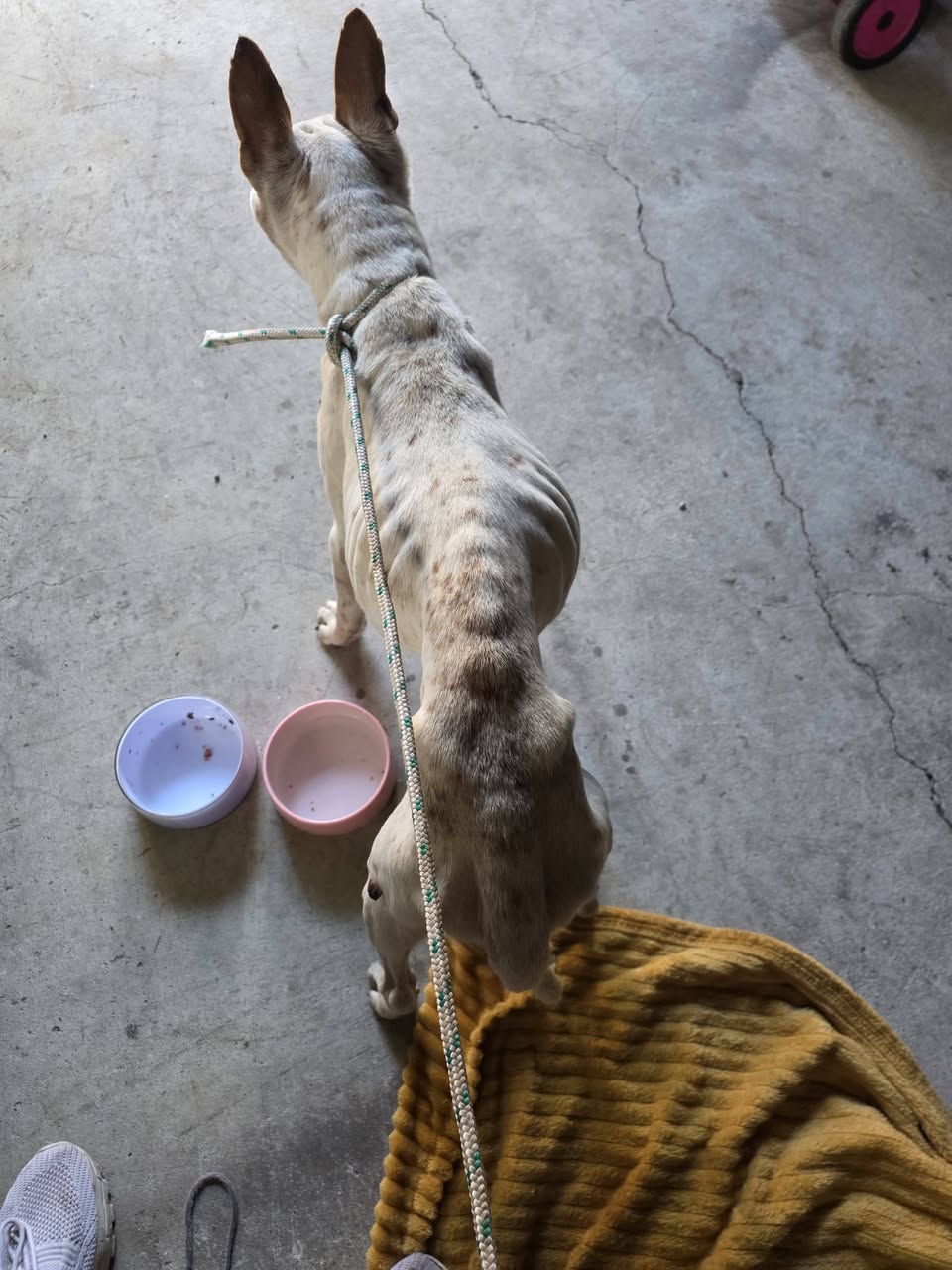 Found dog