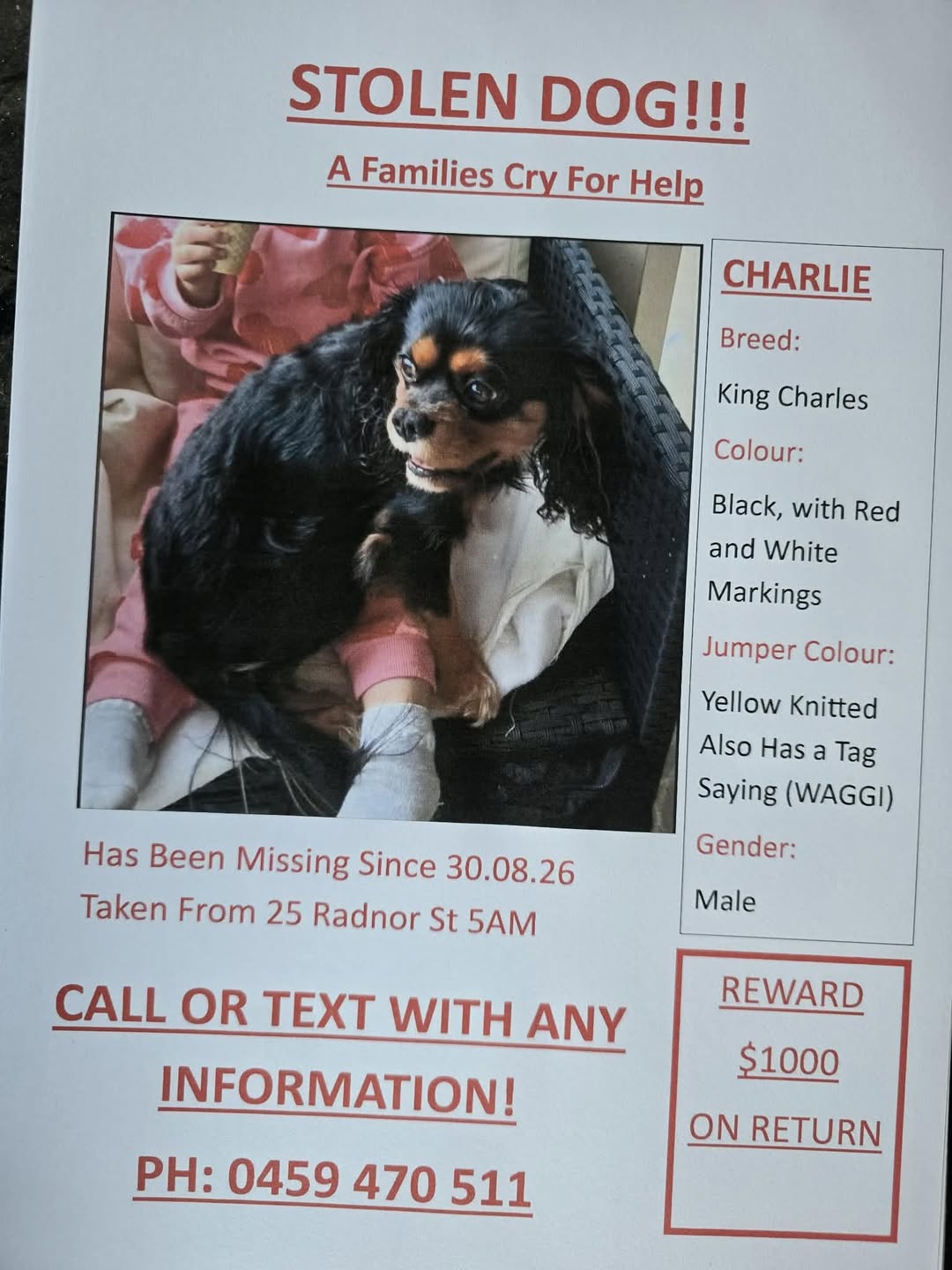 Lost Dog in Australia