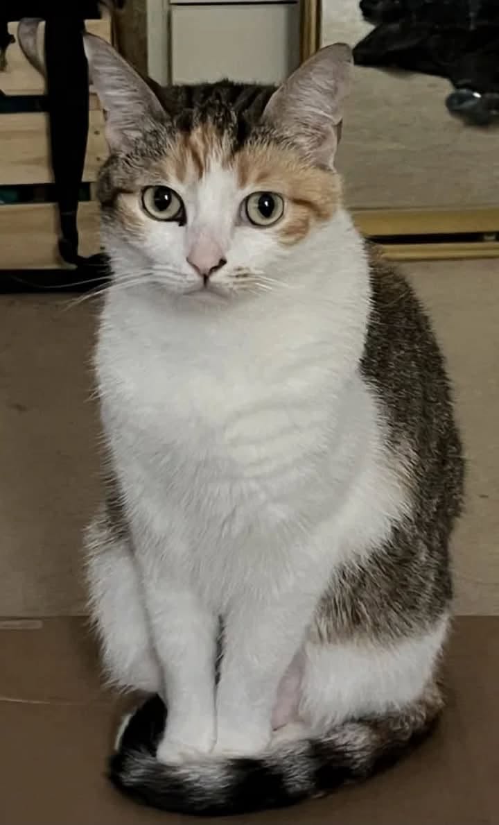 Lost Cat in Epping
