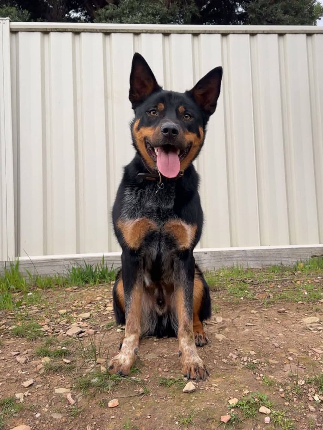 Lost Dog in Bendigo