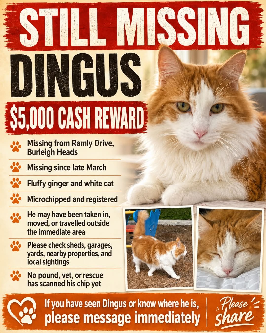 Lost Cat in Gold Coast