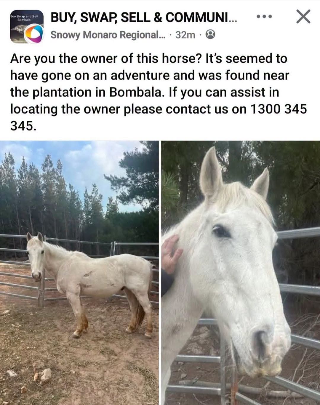 Found Horse in Bombala