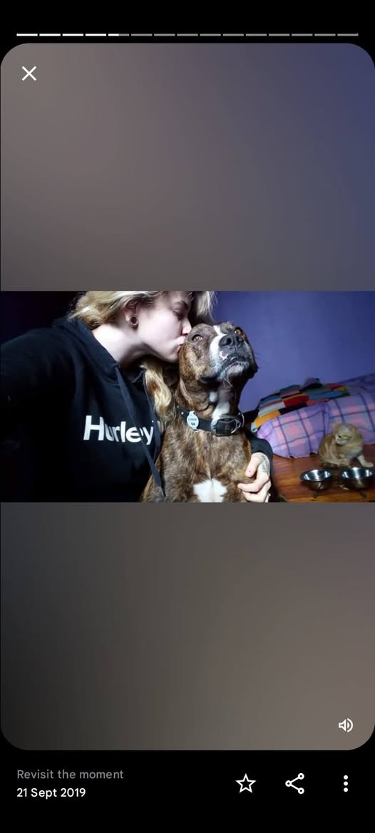 Lost dog