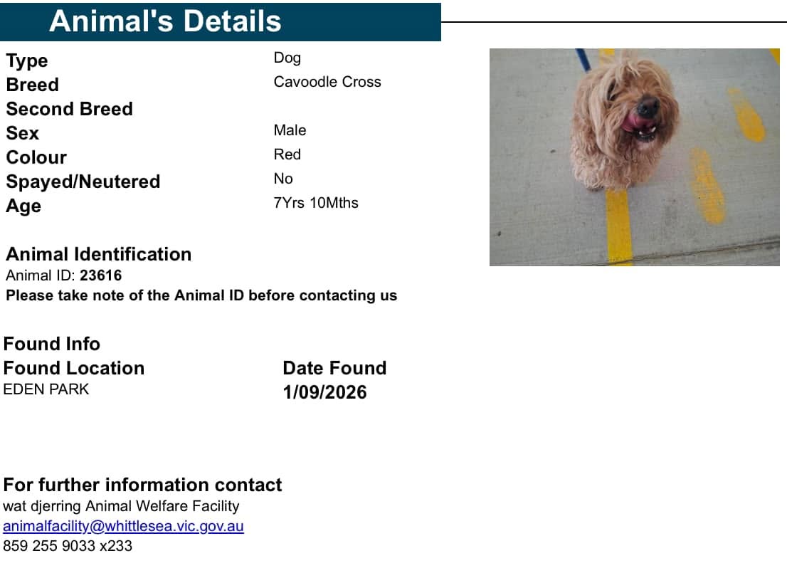 Found dog